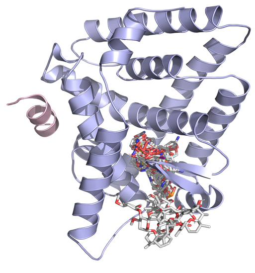 LRHI protein
