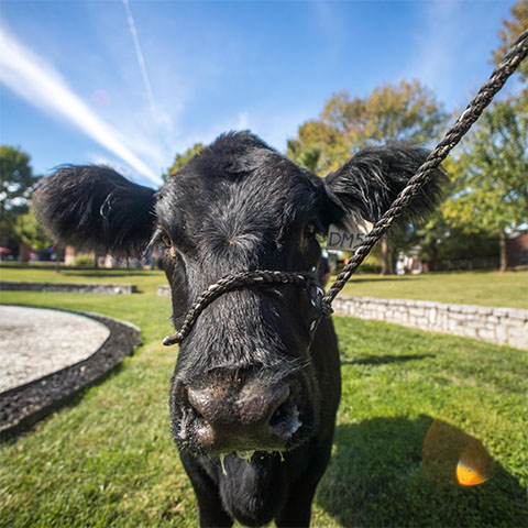 Cow walks in Harned Bowl
