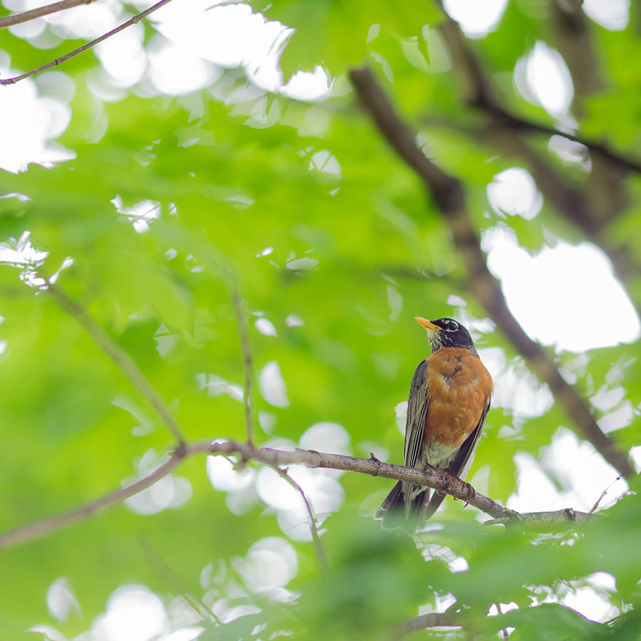 Orange-breasted songbird perched on a branch amid bright green leaves.