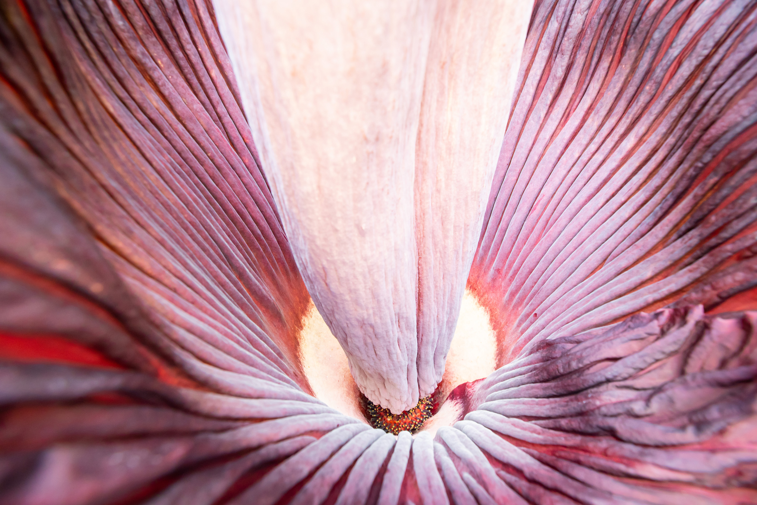 Inside of the corpse flowers bloom