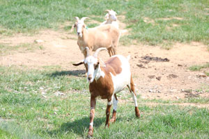 Goats on the farm