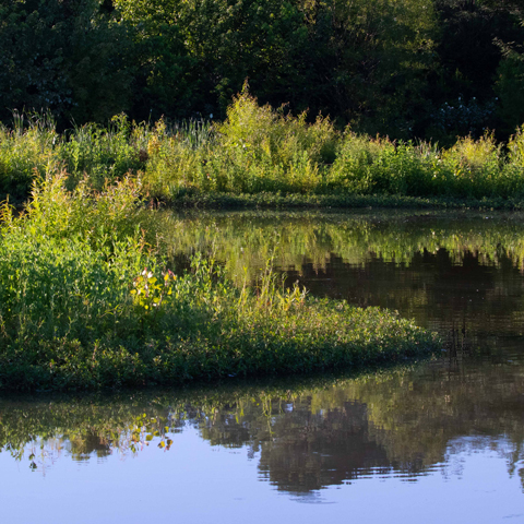 Picture of a pond