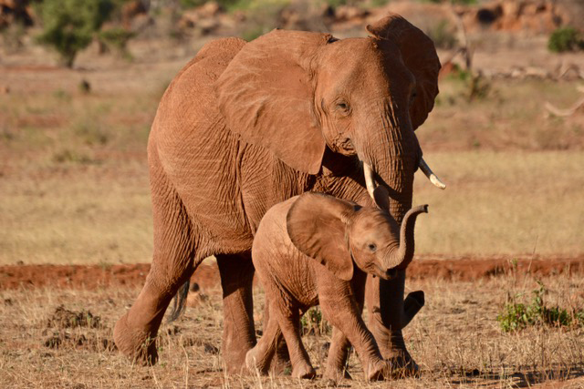 Elephants walk through African savanna