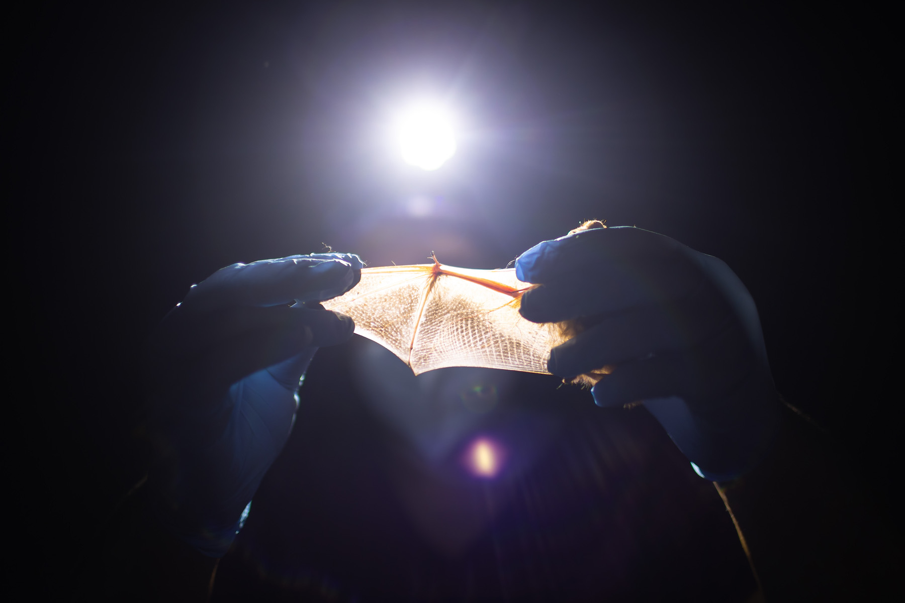 A researcher measures a bat's wingspan as part of the population survey at Fort Campbell.