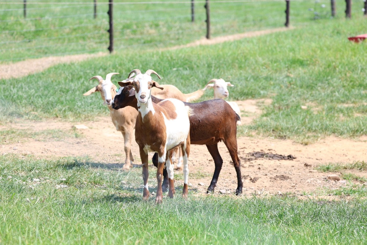 APSU welcomes Kiko goats to the Farm and Environmental Education Center