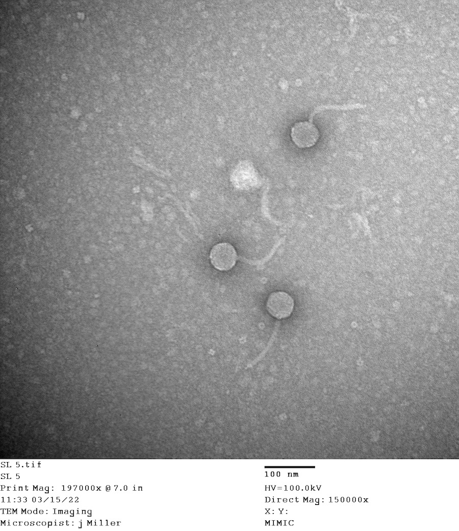 Bacteriophage Librie