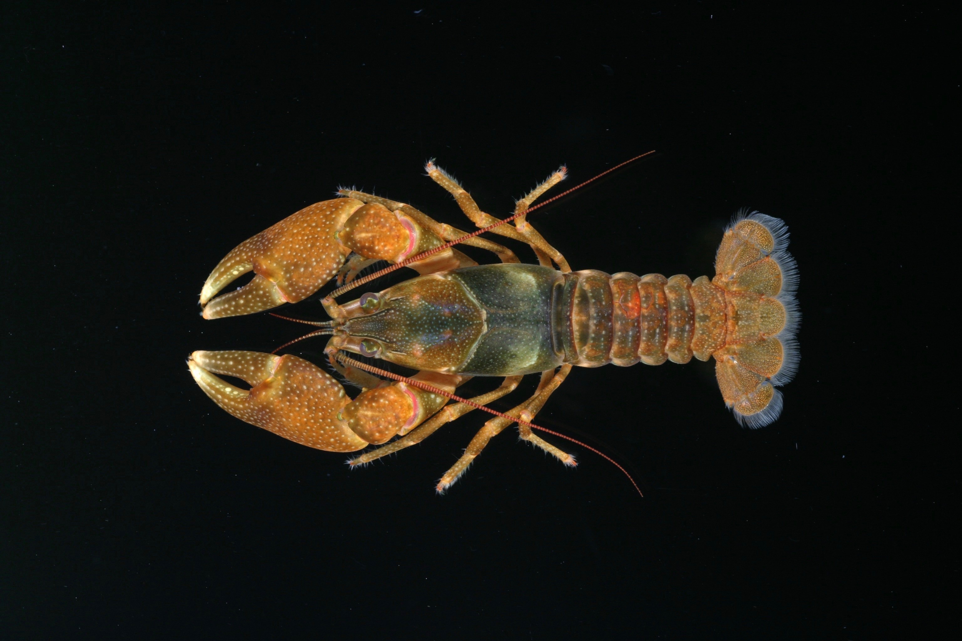 Crayfish sits on specimen board
