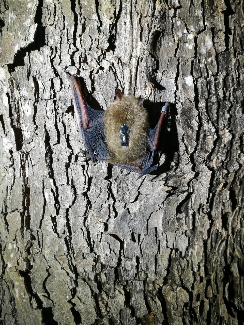 A wild bat surveyed as part of Dr. Haase's research project. 